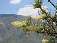 CGL0329 Beaucarnea gracilis.jpg