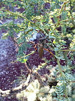 MCS080 Thasus gigas.jpg