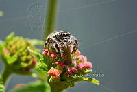 SM0496 Eris militaris.jpg