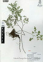 YPH0075 Adiantum andicola.jpg