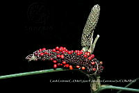 Zoqui 0351 Anthurium pentaphyllum var. bombacifolium.jpg