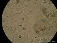 LCR0007 Euglena sp.jpg