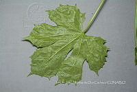 IMDOC4469 Cnidoscolus aconitifolius.jpg