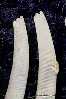 KT014 0135 Siphonodentalium quadrifissatum.JPG