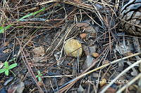 ZG009 087 Lycoperdon sp..jpg