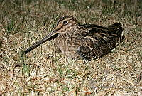 MGaves 775 Gallinago delicata.jpg