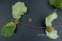 ME010 KV 01566 Macroscepis Kunth, 1819_.JPG