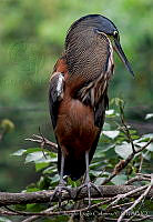 ELC0115 Tigrisoma mexicanum.jpg