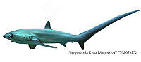 SRM0092 Alopias vulpinus.jpg
