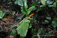 JDA D 06274 Philodendron inaequilaterum Liebm..jpg
