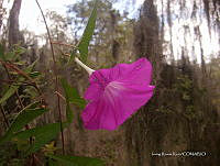 IRR 0002 Ipomoea stans.jpg
