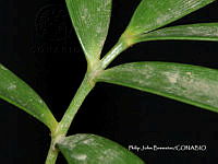 PJB ME014 227 Zamia paucijuga.JPG