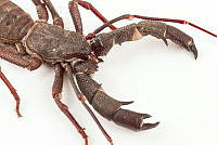 MASM07723 Mastigoproctus sp..jpg