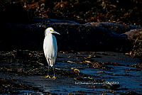 IDG Nat 0062 Egretta thula.jpg