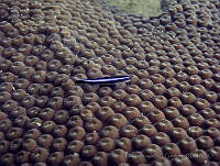 PSAG028 Elacatinus oceanops.jpg