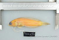 SGQ0282 Opistognathus aurifrons.jpg