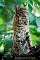 lince.jpg