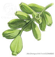 ADDLT0016 Laguncularia racemosa.JPG