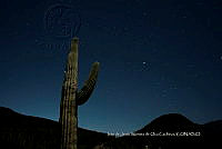 IMDOC 4775 Cephalocereus tetetzo.jpg
