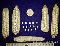 SinOPV273 Zea mays.jpg