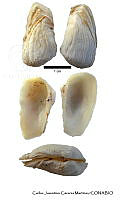 KT014 0268 Hiatella arctica.JPG