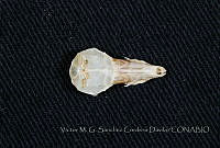VMS-CD0319 Cryptotis peregrina.JPG