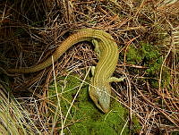 MCS012 Barisia sp..jpg