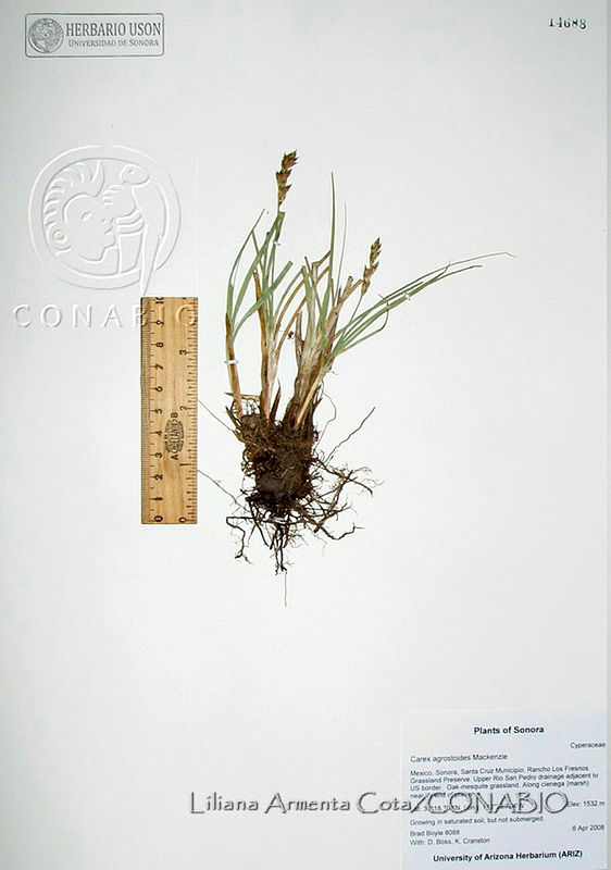 LAC638%20Carex%20agrostoides.JPG.rifctuD1Mau7B3dhQA3g0JtbmFja29CbnFuZ3NAbXJ6LGtwZwA.mBTqowbUlt