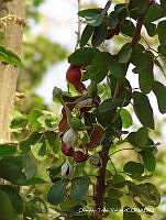 OTVHK040-806 Pithecellobium dulce.TIF
