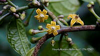 JF092 0924 Brachistus stramoniifolius.jpg