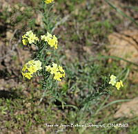 JJBC0317 Lithospermum calycosum.JPG