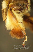 JAMR0451 Centris agilis.jpg