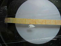 HE009 P 0449 Citharichthys spilopterus.jpg