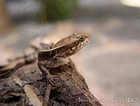 NLL0075 Sceloporus siniferus.jpg