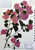 RBB0089 Bougainvillea spectabilis.tif