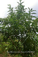 SG019 0441 Diospyros nigra.jpg