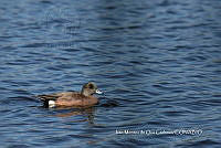 IMDOC3777 Mareca americana.jpg