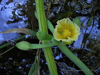 JVB0074 Limnocharis flava.jpg