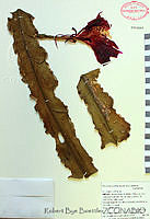 RBB0062 Disocactus phyllanthoides.tif