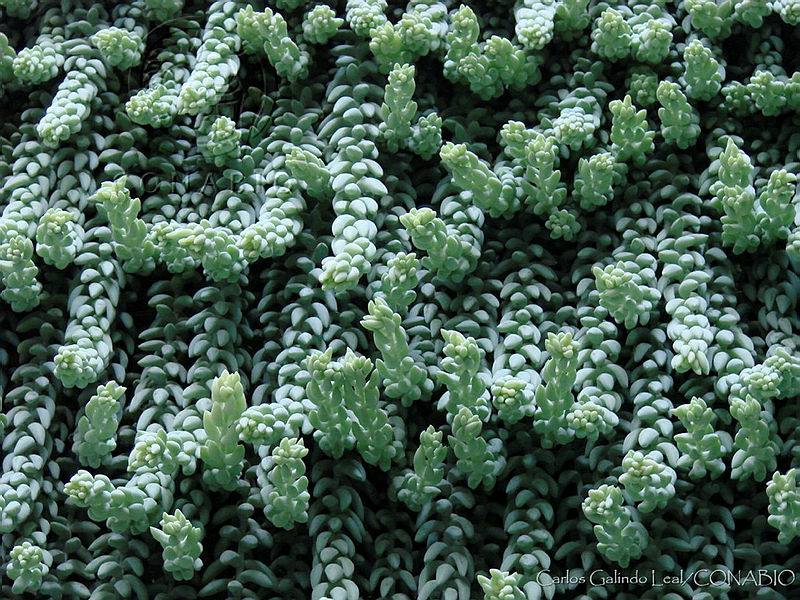 CGL2092%20Sedum%20morganianum.jpg.nyeUuOv9Md0ttS1hQA3g0JtbmFja29CbnFuZ3NAbXJ6LGtwZwA.ltEzcx44z1