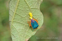 NCCM 001 Edessa rufomarginata.jpg