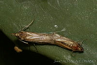 OIEA0005 Cactoblastis cactorum.jpg