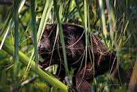 FBA0529 Alouatta pigra.jpg