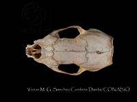 VMS-CD0330 Conepatus leuconotus.JPG