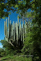 3R 00727 Pachycereus weberi.jpg