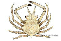 NE018 1246 Stenocionops_coelatus_D_Macho.jpg