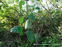 MEGA 0468 Marsdenia edulis.JPG