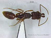 BTH0028 Odontomachus ruginodis.jpg
