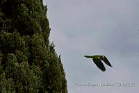 PRB0783 Myiopsitta monachus.jpg