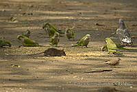 PRB0790 Myiopsitta monachus, Columba livia y Rattus sp..jpg